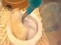 ハムスターのケンカ　お水の取り合い！可愛い！！